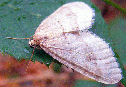 2009-11-fbba-Nesselzünsler - Odenwald