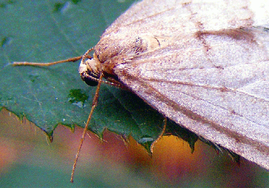 2009-11-fbbb-Nesselzünsler - Odenwald