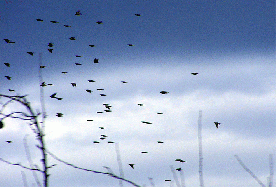 2009-11-fndb-Starenflug welcher diverse Flu00fcgelstellungen im Fluge zeigt