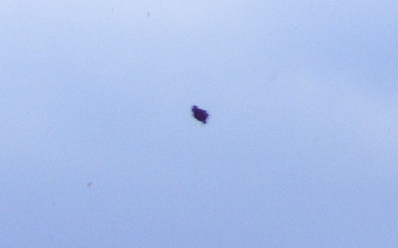 2010-02-dha-Mu00e4usebussard-Ufoeffekt (Ausschnittvergru00f6u00dferung)