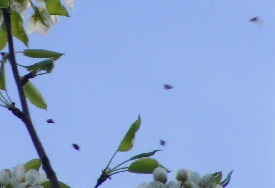 2010-04-fay-Insektenflug-Ufoeffekt