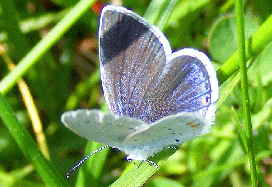 2010-05-ddja-Hauhechel-Bläuling - Odenwald