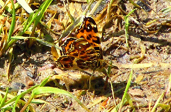 2010-05-fcb-Kleiner Fuchs - Odenwald