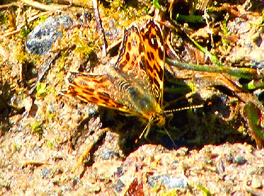 2010-05-fcba-Kleiner Fuchs - Odenwald