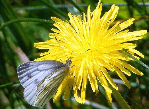 2010-05-fcc-Rapsweißling - Odenwald