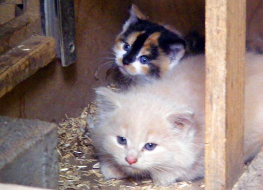 2010-06-cxb-Gina und Katze von Isolde