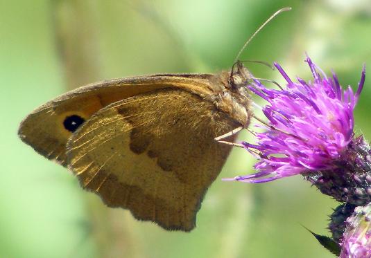 2010-06-edk-Kleiner Heufalter auf Sumpf-Kratzdistel