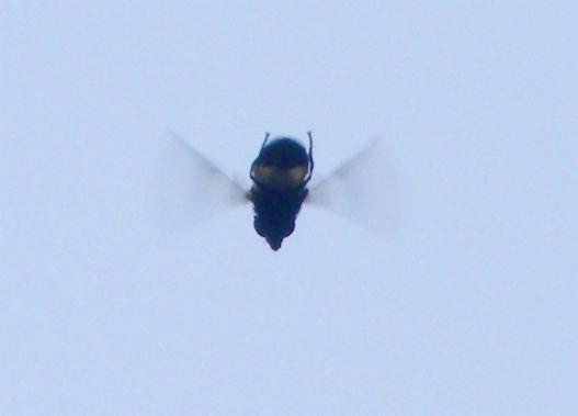 2010-07-bea-Schwebfliege