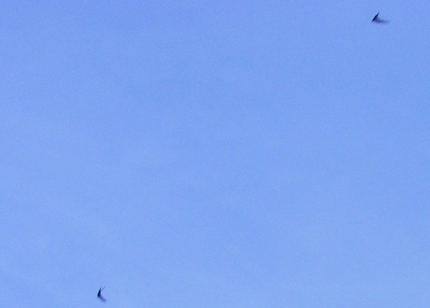 2010-07-dea-Schwalbenflugeffekt