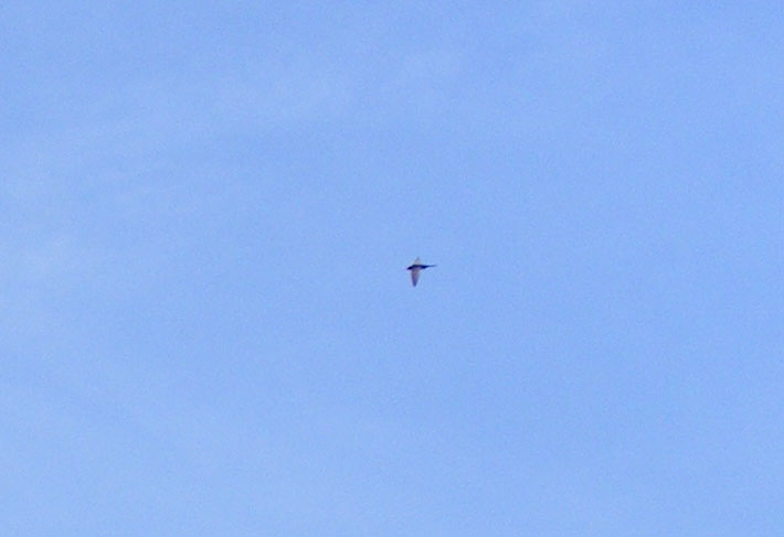 2010-07-dej-Schwalbenflug