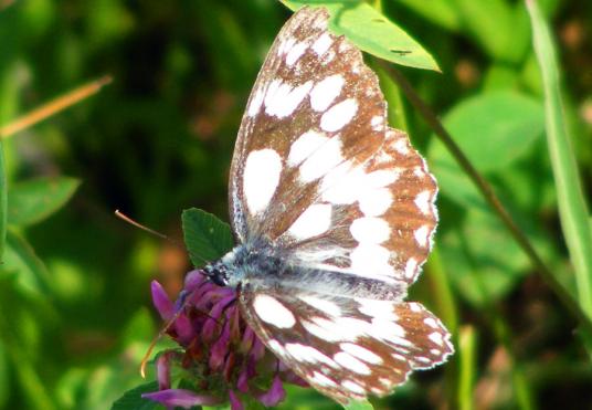 2010-07-fi-Damenbrett - Odenwald