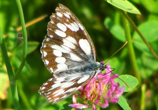 2010-07-fia-Damenbrett - Odenwald