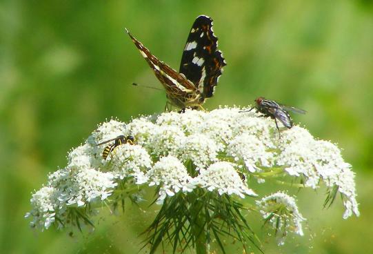 2010-07-fp-Landkärtchen