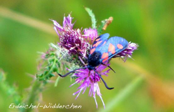 2010-07-fs-Erdeichel-Widderchen - Odenwald