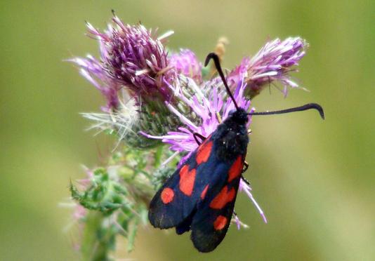 2010-07-fsc-Erdeichel-Widderchen