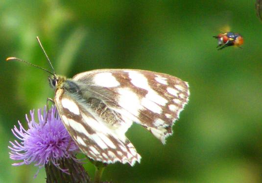 2010-07-fta-Damenbrett und Schwebfliege im Anflug