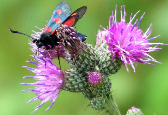 2010-07-fua-Erdeichel-Widderchen