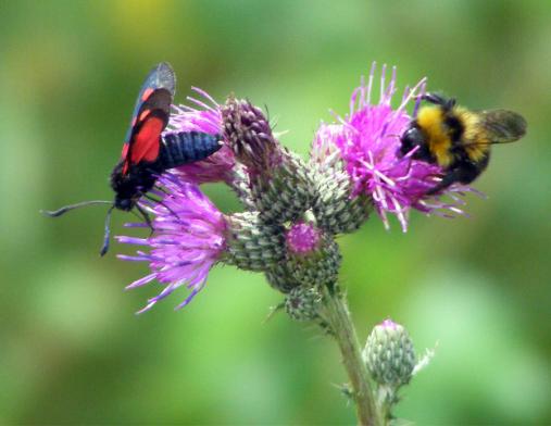 2010-07-fv-Erdeichel-Widderchen und Steinhummel