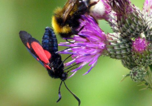 2010-07-fvc-Erdeichel-Widderchen mit Steinhummel