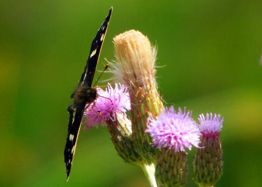 2010-07-fwb-Landkärtchen