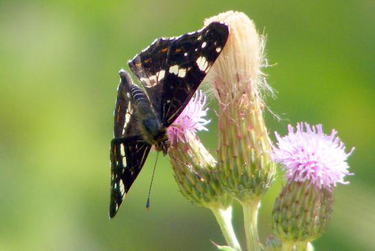 2010-07-fwba-Landkärtchen