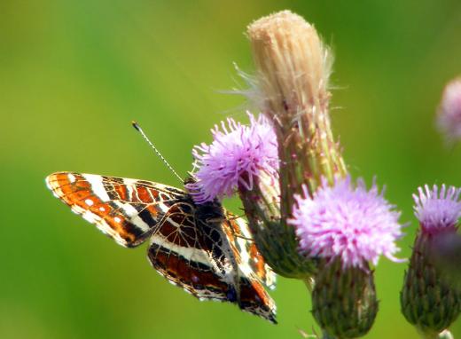 2010-07-fwbc-Landkärtchen