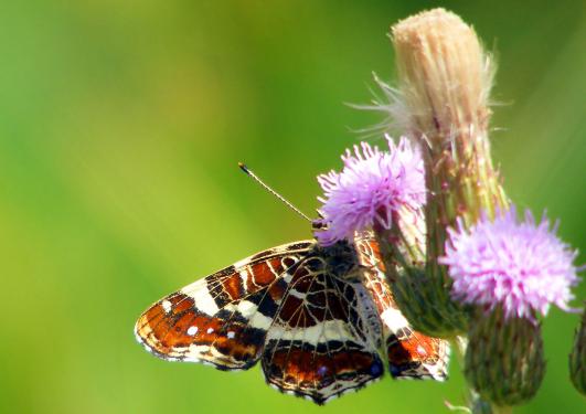 2010-07-fwbd-Landkärtchen