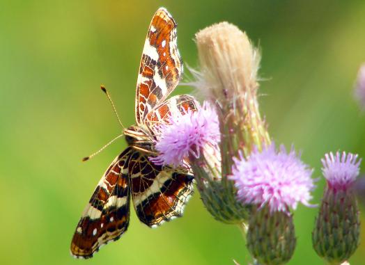 2010-07-fwbe-Landkärtchen