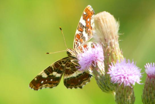 2010-07-fwbea-Landkärtchen