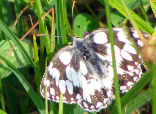 2010-07-hd-Damenbrett - Odenwald