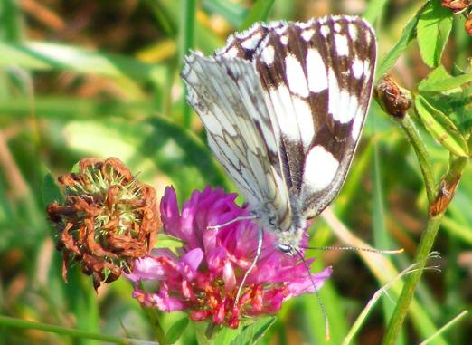 2010-07-hda-Damenbrett - Odenwald