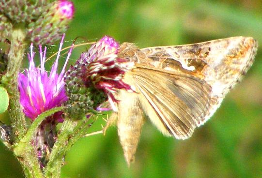 2010-07-heu-Gammaeule - Odenwald