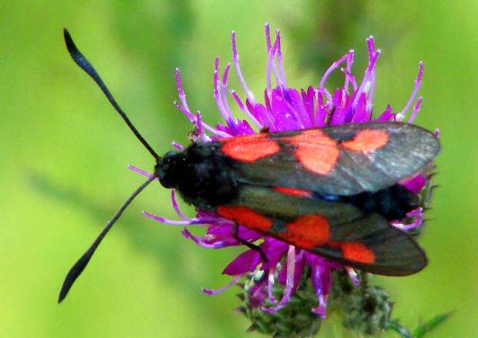 2010-07-hev-Erdeichel Widderchen