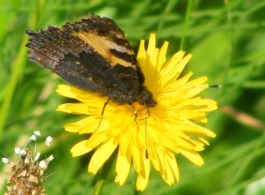 2010-08-bblb-Kleiner Fuchs