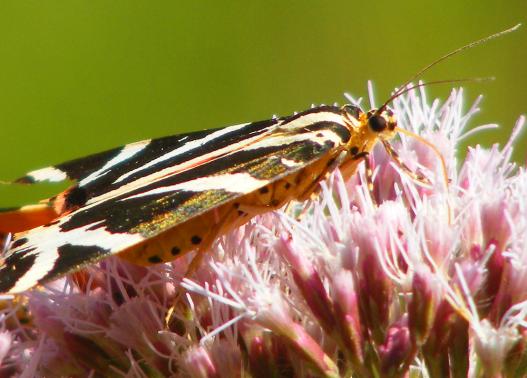 2010-08-bbmb-Russischer Bär