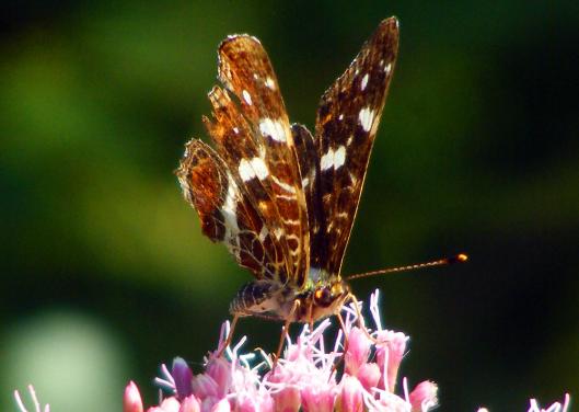 2010-08-bbpa-Landkärtchen