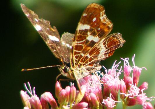 2010-08-bbpb-Landkärtchen