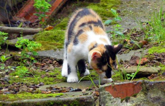 2010-08-dac-und zum Schnuppern gibt es auch genug...