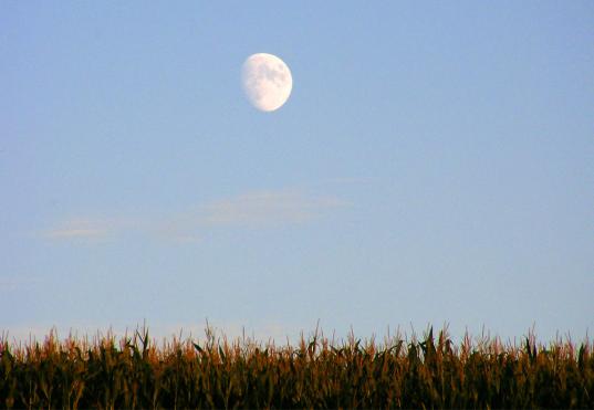 2010-08-dbec-Mond u00fcber Maisfeld - Odenwald