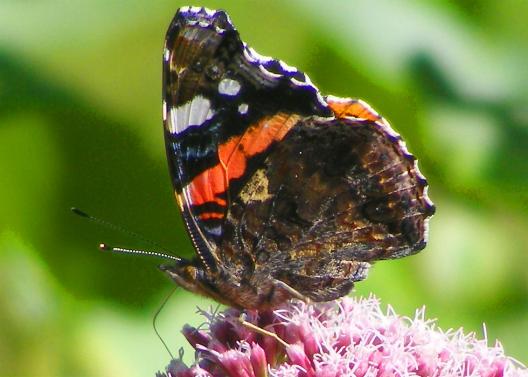 2010-08-dci-Admiral auf Wasserdost -  Odenwald