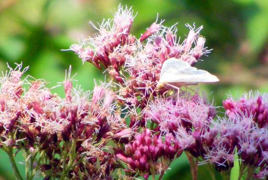 2010-08-dcl-Falter (Name?) - Odenwald