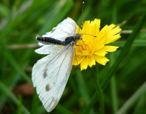 2010-09-aea-Kohlweißling - Odenwald