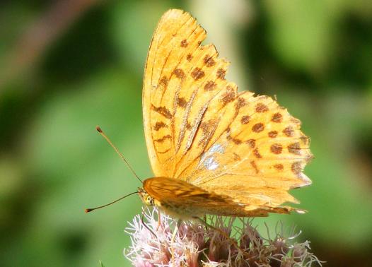 2010-09-bbk-Kaisermantel - Odenwald