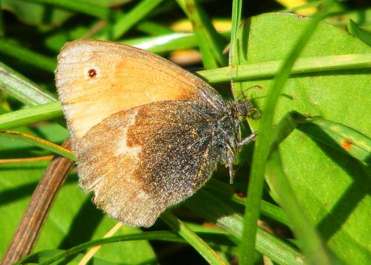 2010-09-cac-Kleiner Heufalter - Odenwald