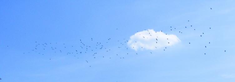 2010-09-cta-Rabenkru00e4henflug bei welchen diverse Flugbilder fu00fcr Ufoeffekt sorgen ku00f6nnen