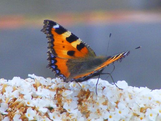 2010-09-dek-Kleiner Fuchs