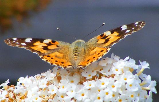 2010-09-dja-Distelfalter-Odenwald