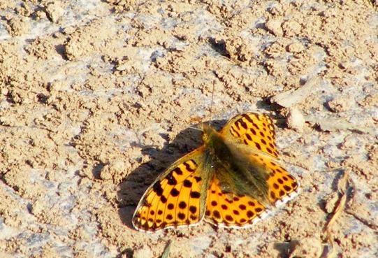 2010-10-cag-Märzeveilchen-Perlmutterfalter - Odenwald