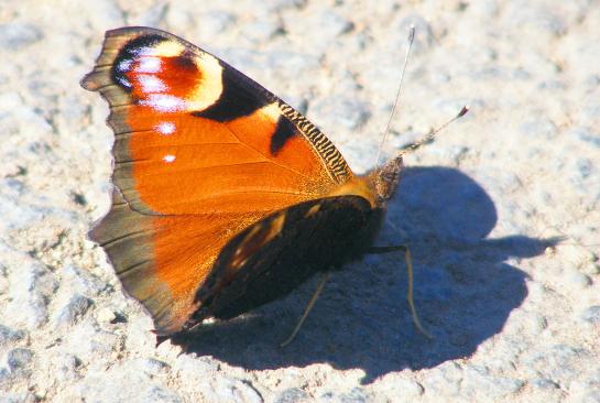 2010-10-cbc-Tagpfauenauge