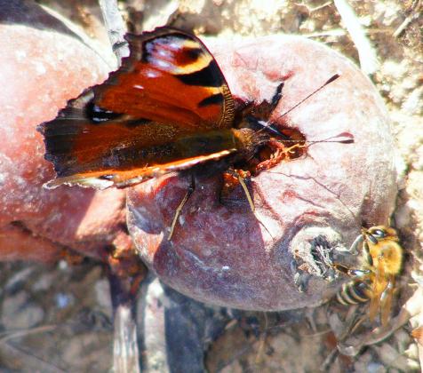 2010-10-cbe-Tagpfauenauge und Biene auf Fallobst - Odenwald